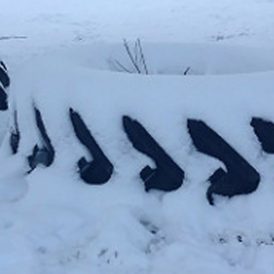 Survival of the Pranks Image